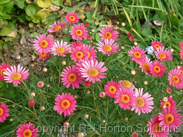 Agyranthemum frutescens Supaglow